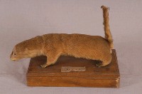 水獺藏品圖，第5張